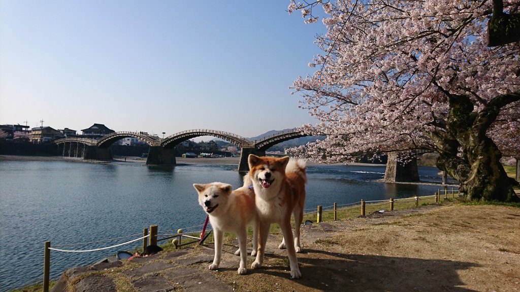 池坊いけばな教室