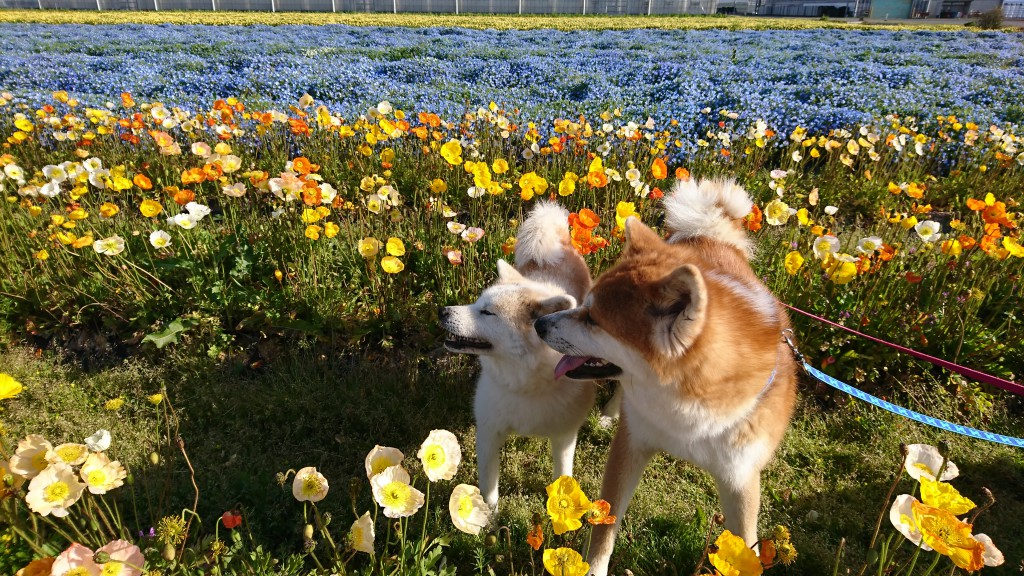 池坊いけばな教室