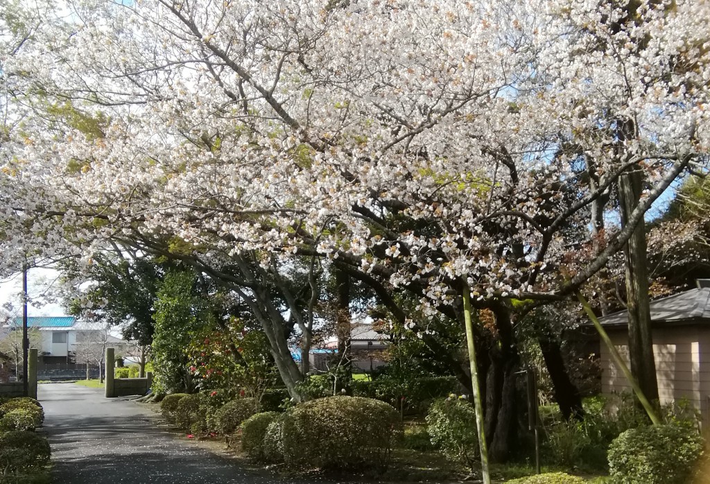 榊　池坊いけばな教室