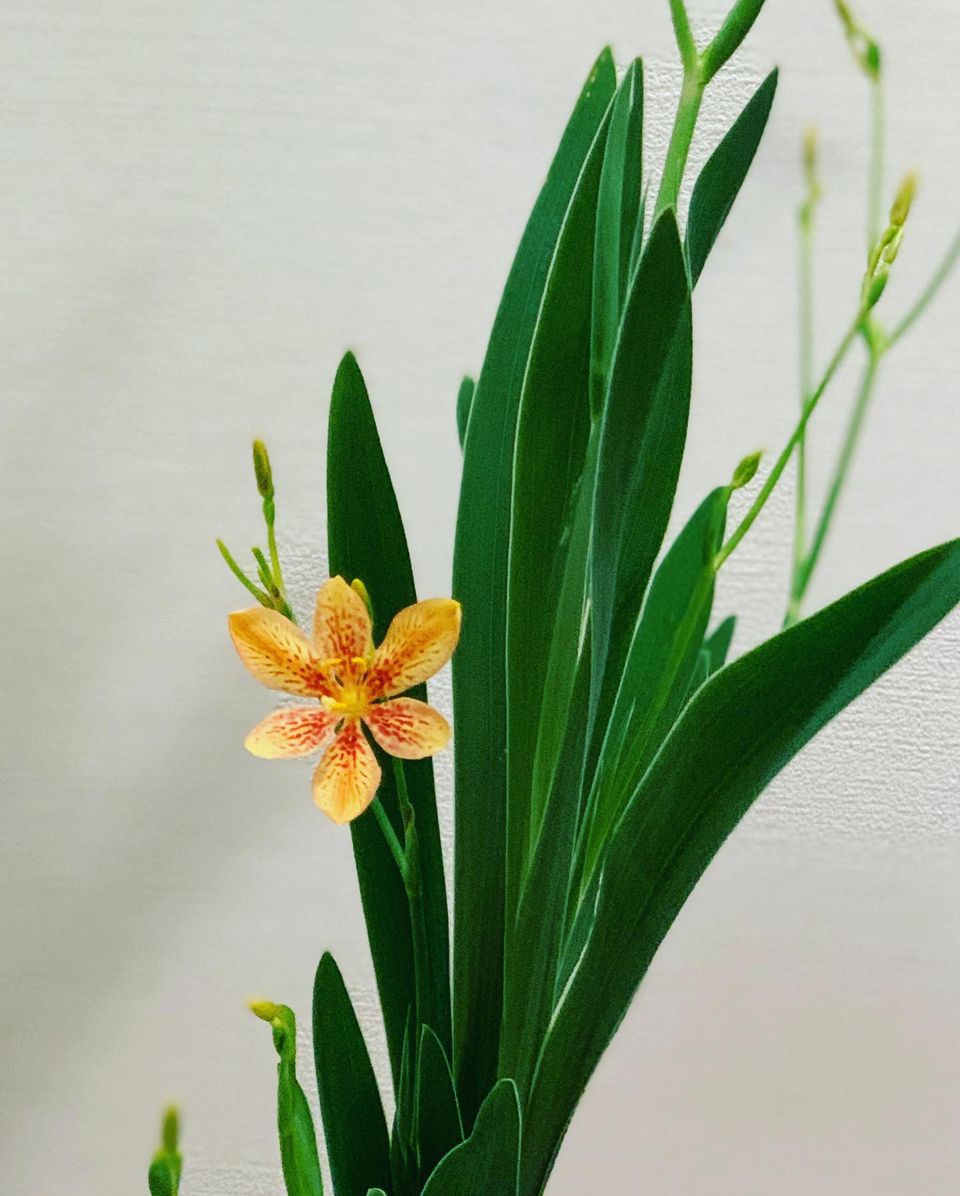 今年は庭に植えて育てた檜扇(ひおうぎ)をいけました。 - 【池坊公式】全国のいけばな教室検索サイト