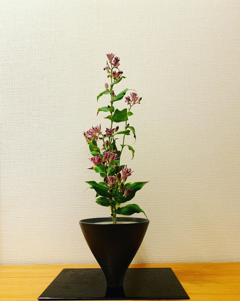 This flower is called (HOTOTOGISU時鳥）in Japanese words