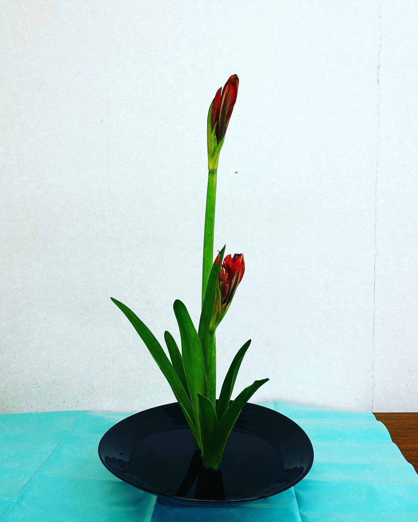 #Amaryllis #アマリリス #shoka