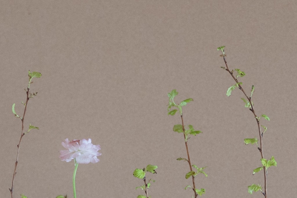 黄葉手毬
