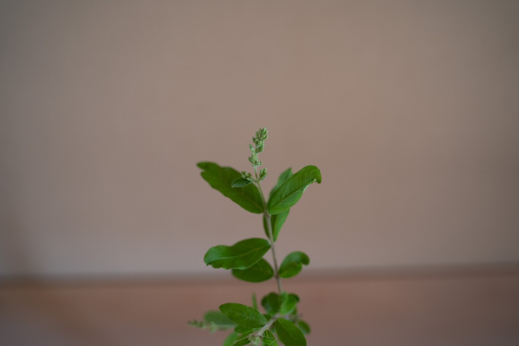 生の植物があるということ