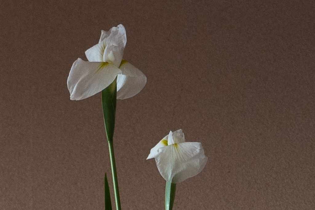 花菖蒲