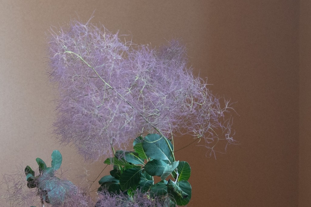 けむり草