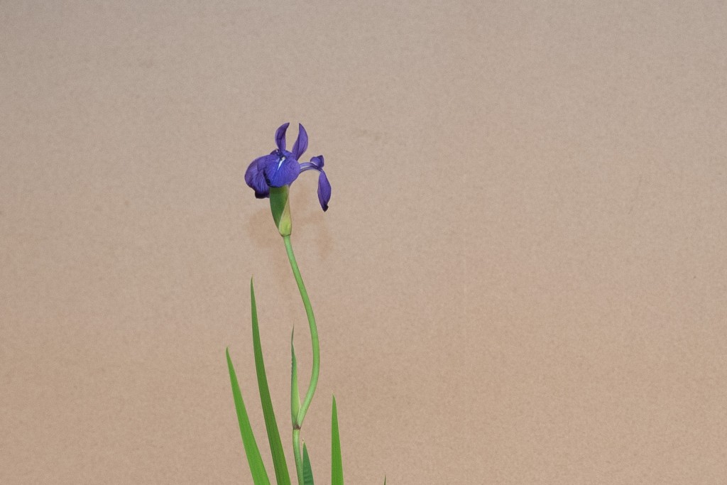 燕子花