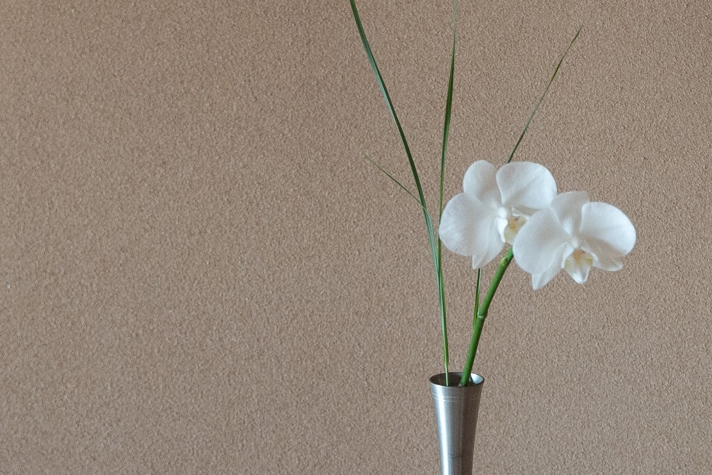 胡蝶蘭