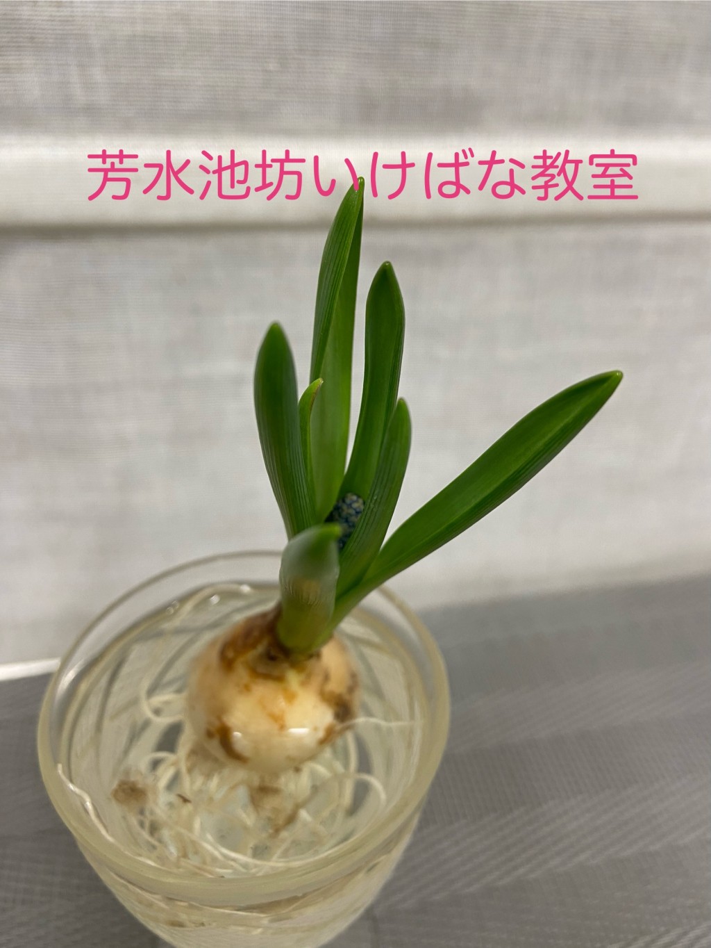 芳水池坊いけばな教室