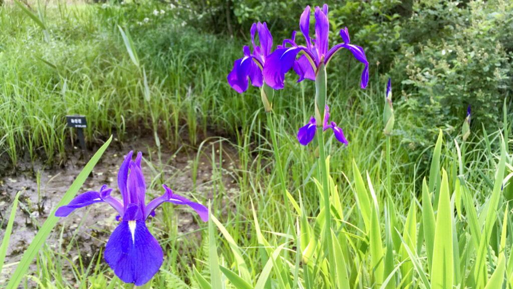 燕子花